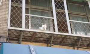 窗户上有颗“猫头”，网友刚想骂主人不负责，一看照片忍不住笑了