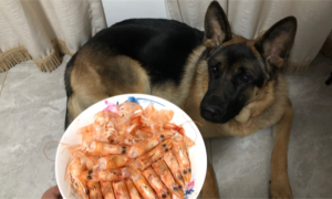 小狗可以吃虾吗