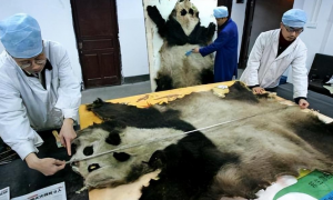 大熊猫的悲惨百年：被欧洲人剥皮，被美国人偷走，差一点就灭绝！