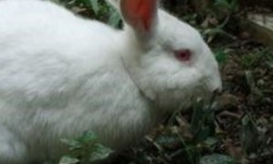 佛州大白兔怎么养 喜欢干净的生活环境