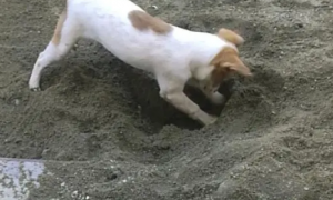 狗在自家院子里挖坑