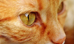 金色瞳孔的猫叫什么
