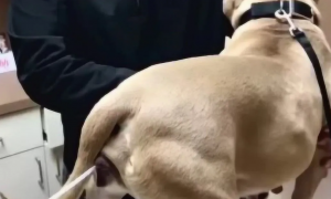 犬的人工授精技术