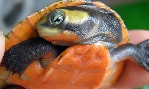背部扁平的乌龟