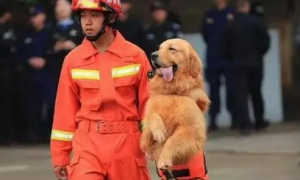 消防犬是什么狗