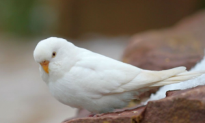 白色鹦鹉是什么品种