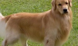 金毛寻回犬：为什么它是最受欢迎的家庭犬之一？