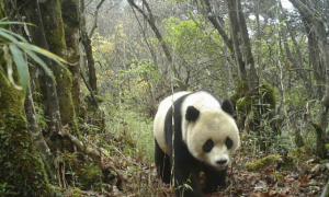 依托国家公园建设，让大熊猫有“加”也有“家”