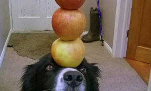 狗狗平衡力惊人：脑袋可顶3个橙子