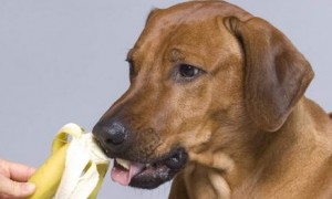 小狗可以吃香蕉吗