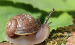 蜗牛的发生与防治