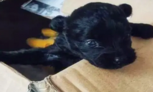 网友路边捡了只黑色的小狗，带回家后才发现。。。