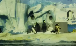 动物园新加入的企鹅每天看着墙上的壁画：我再也回不去找你了妈妈