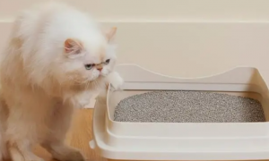怎么让猫在猫砂里拉屎