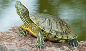 墨西哥乌龟品种