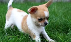 世上最小的狗1毫米