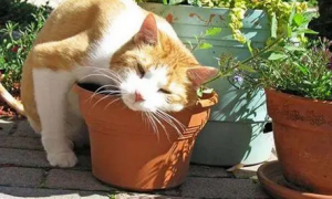 如何让猫远离花盆