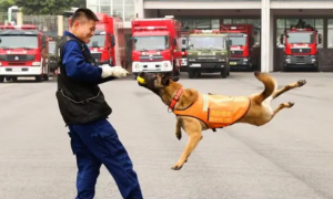 消防队的狗是警犬吗