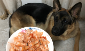 狗能吃虾壳虾头吗