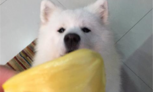 小狗能吃菠萝蜜吗
