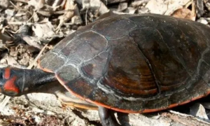 桃红侧颈龟成体图片