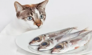 刚钓的小鱼可以直接给猫吃吗