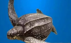 世界上最大的乌龟是什么龟?