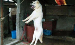 狗狗偷吃了一块肉，主人直接将它吊起杀害，狗同伴满眼恐惧！
