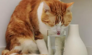 小猫喝什么水