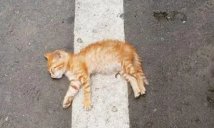 在路上碰到死猫解除忌讳