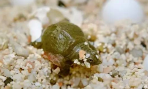 乌龟产卵的征兆是什么