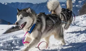 西伯利亚雪橇犬是阿拉斯加吗