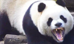 大熊猫能打赢老虎吗？熊猫最凶狠的一面，咬力强，齿槽无缝对接