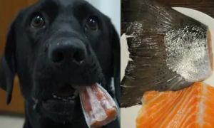 狗能吃三文鱼吗