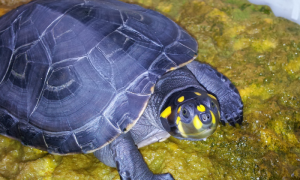 黄头龟和黄耳龟区别