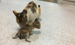 流浪猫妈妈带小猫去医院看病：它生病了，麻烦你们救救它