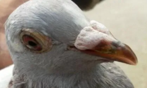 土霉素治疗鸽子呼吸道疾病