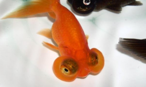 水泡金鱼怎么繁殖