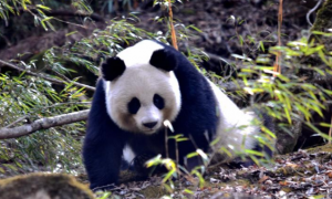 大熊猫知识知多少？——大熊猫分布变迁与保护