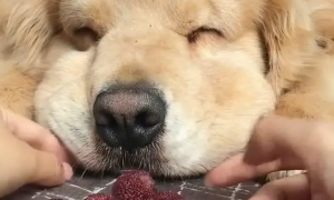 狗能不能吃杨梅