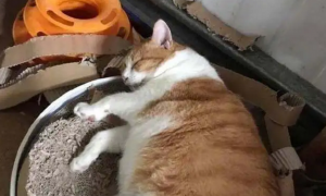 主人家一只大橘猫，吃完就睡，现在这个窝已经乘不下它了！