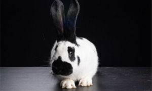 黑白兔子是什么品种