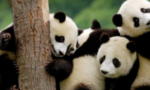 大熊猫是怎样成为“国宝”的？一部活生生的大熊猫受难史