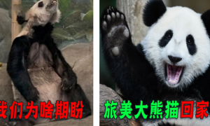 旅美大熊猫全身皮包骨，官方解释自然老去 ，网友：饿成这样健康？