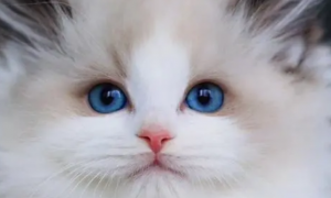 布偶猫眼睛有几种颜色