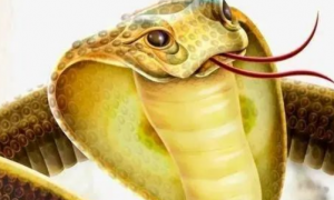 眼镜王蛇的毒性在我国连前三都排不上，它为何被称为万蛇之王？