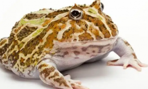 角蛙品种 它的价格和品种有很大关系