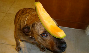 狗能吃甜瓜吗