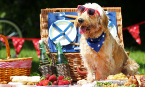 宠物餐厅推出“公园野餐” 让狗狗享受假期乐趣