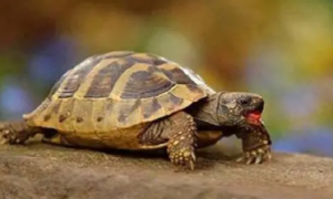 越南三线闭壳龟是乌龟吗